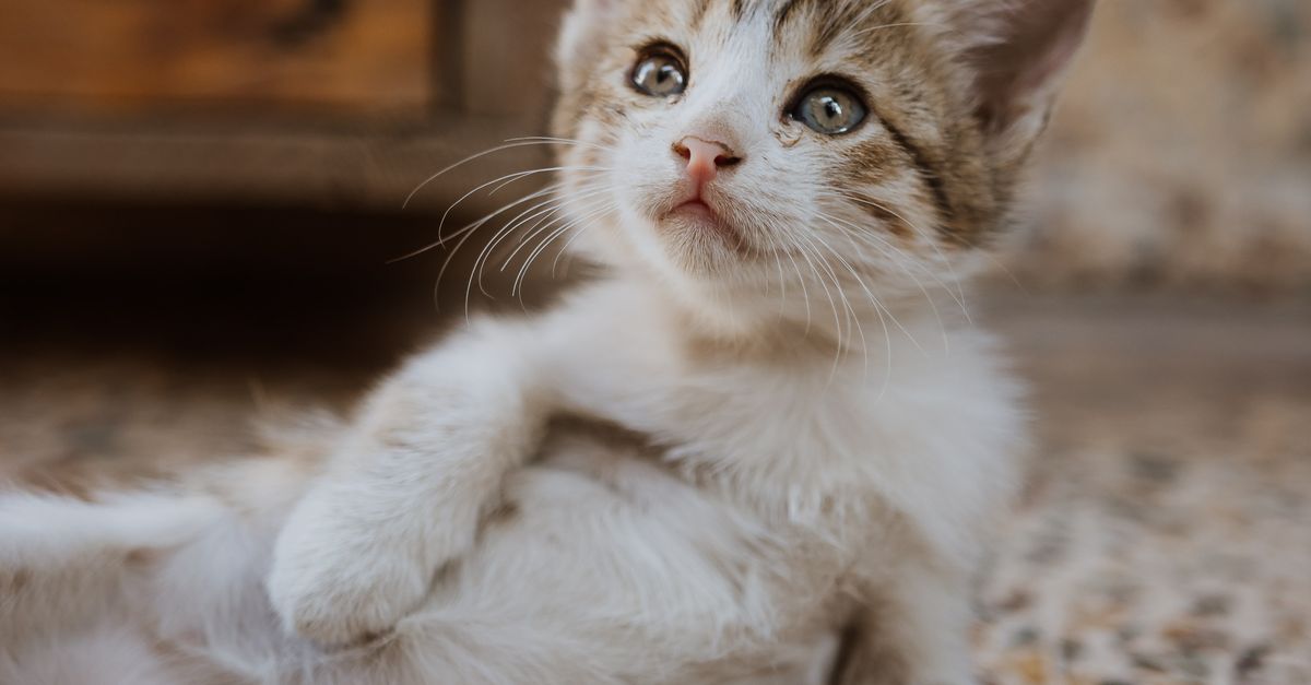 Cute kitten relaxing on a patterned floor indoors, showcasing its playful and curious nature.