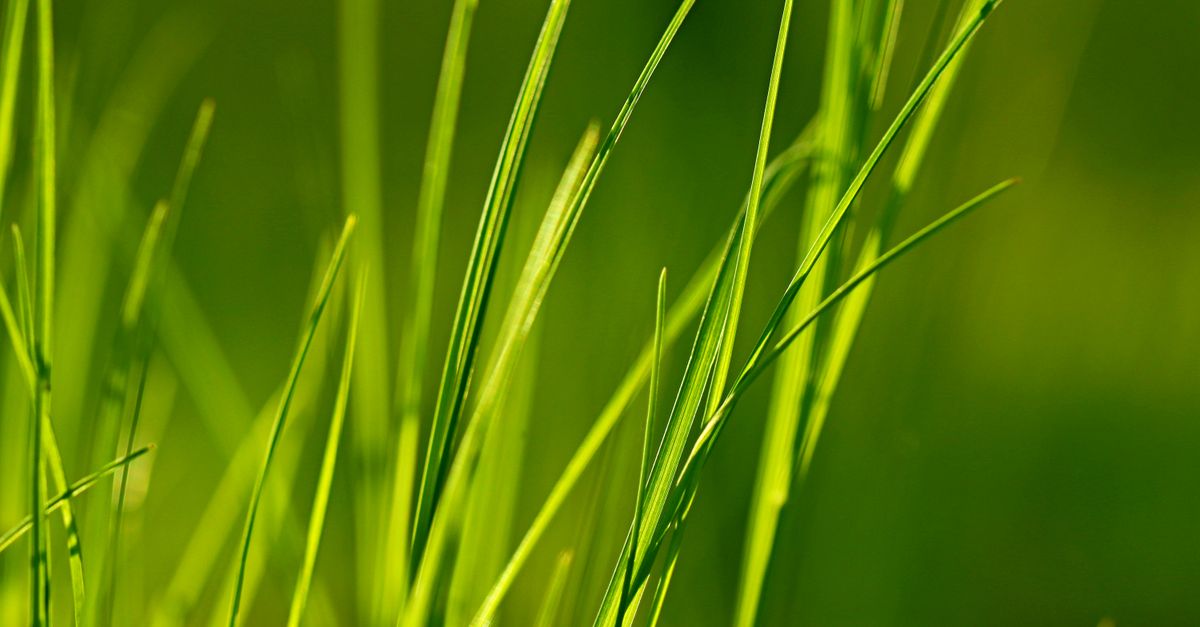 Detailed view of lush green grass blades in natural sunlight, showcasing nature's elegance.