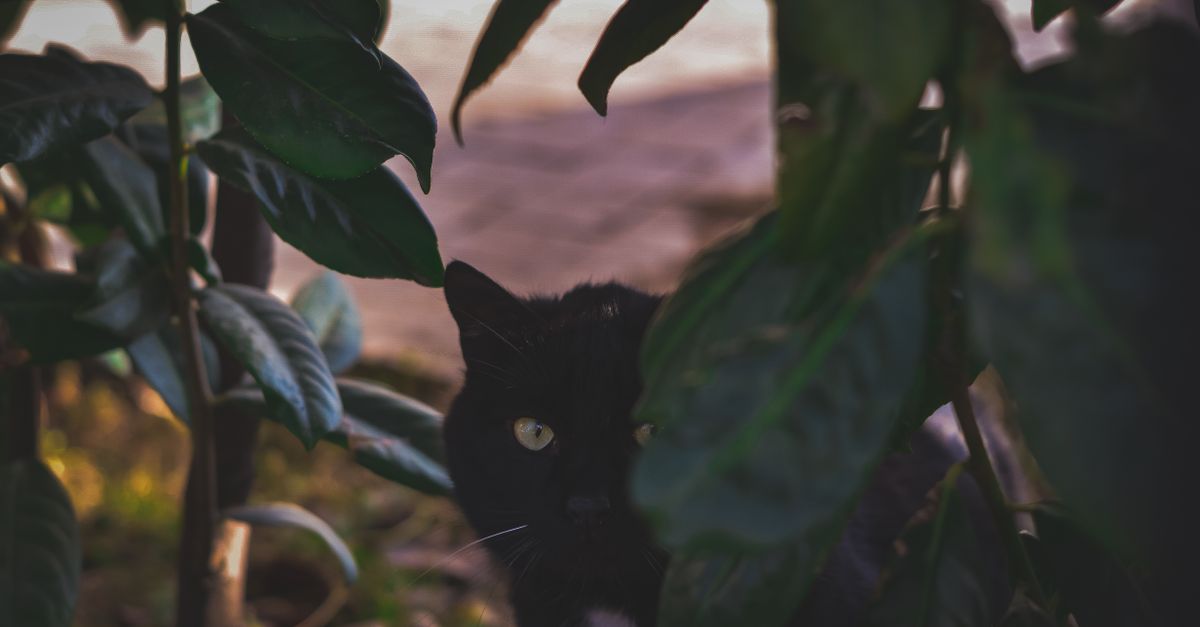 A black cat peeks through dense, lush greenery, creating a mysterious, natural scene.