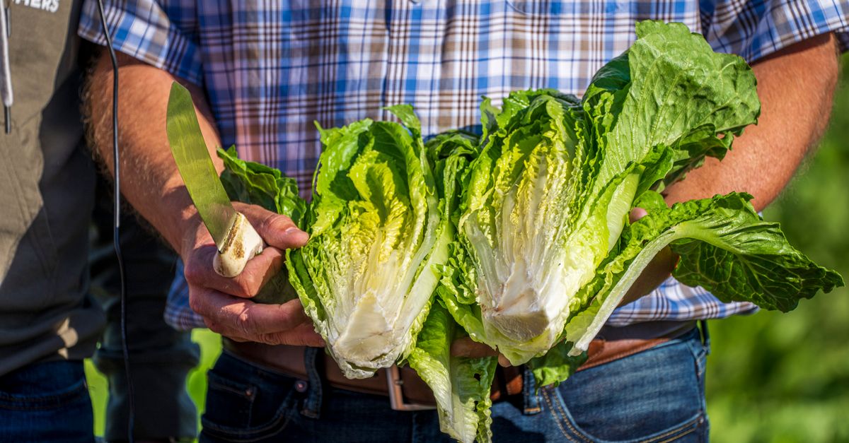 Close-up of hands holding freshly cut romaine lettuce outdoors. Ideal for agriculture and organic food themes.
