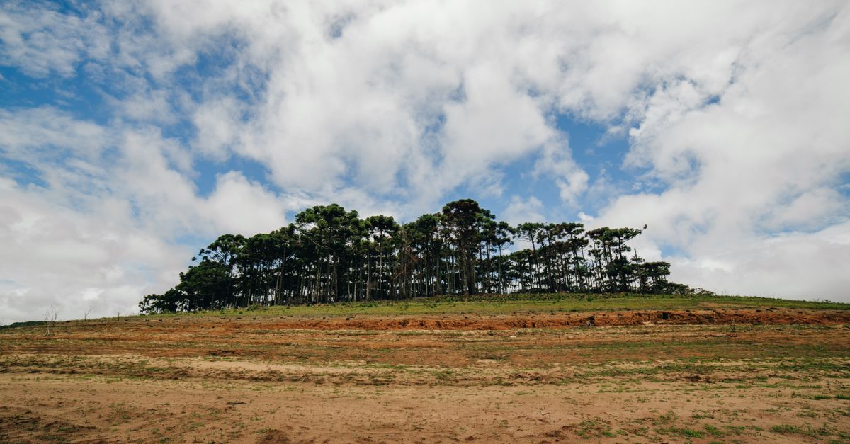 Peaceful landscape with tall trees under a cloudy sky, showcasing natural beauty and tranquility.