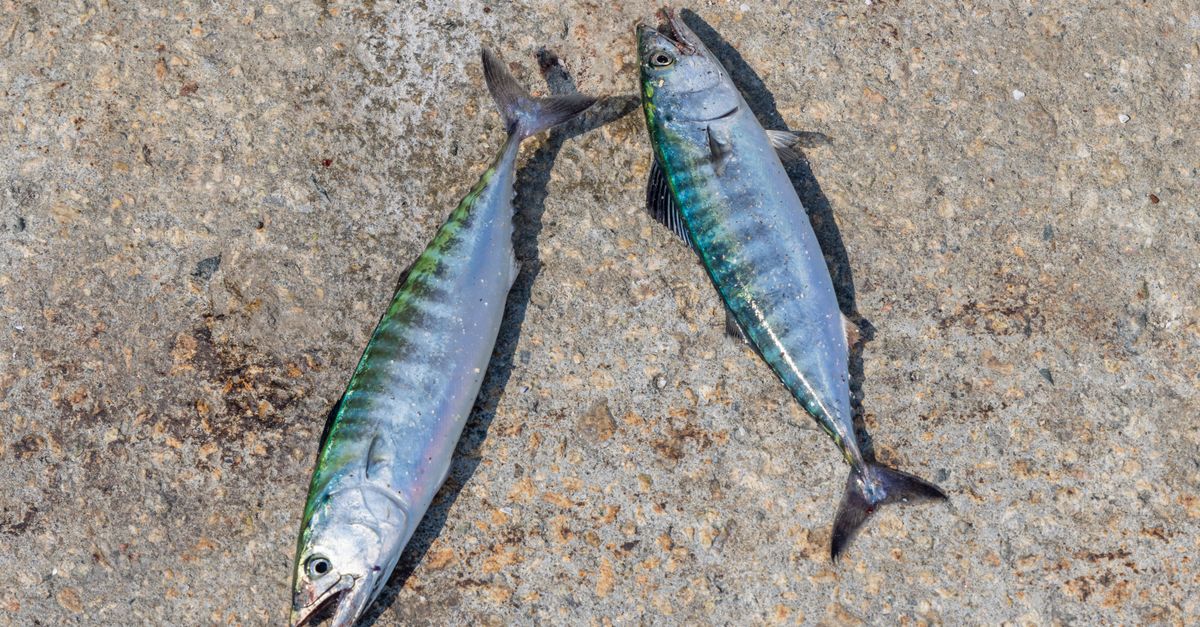 Two freshly caught Atlantic bonito fish displayed on a concrete surface in Boston.