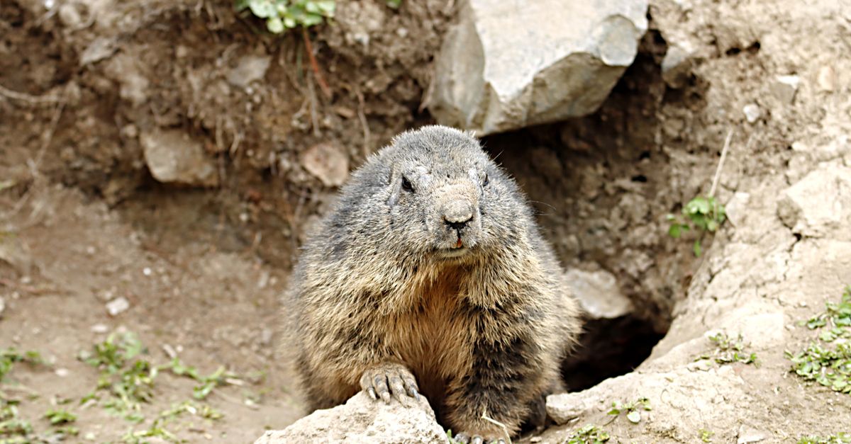 A groundhog peeping from its burrow with a curious expression, capturing a nature moment.