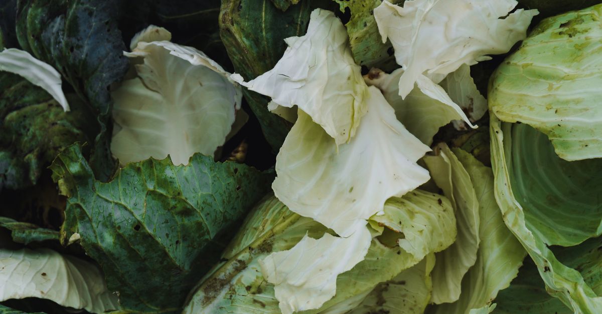 Detailed photograph of fresh green cabbage leaves in various shades.