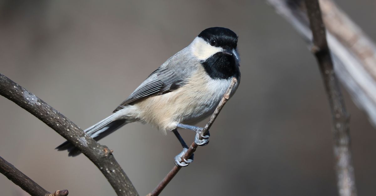Close-up of a Carolina Chickadee resting on a tree branch, showcasing detailed plumage and natural habitat.