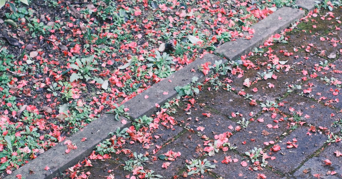 Red petals scattered on a city sidewalk adding a touch of spring color.
