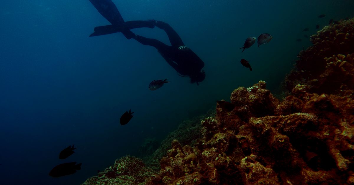 Scuba diver swims above colorful coral reef, surrounded by fish in an underwater scene.