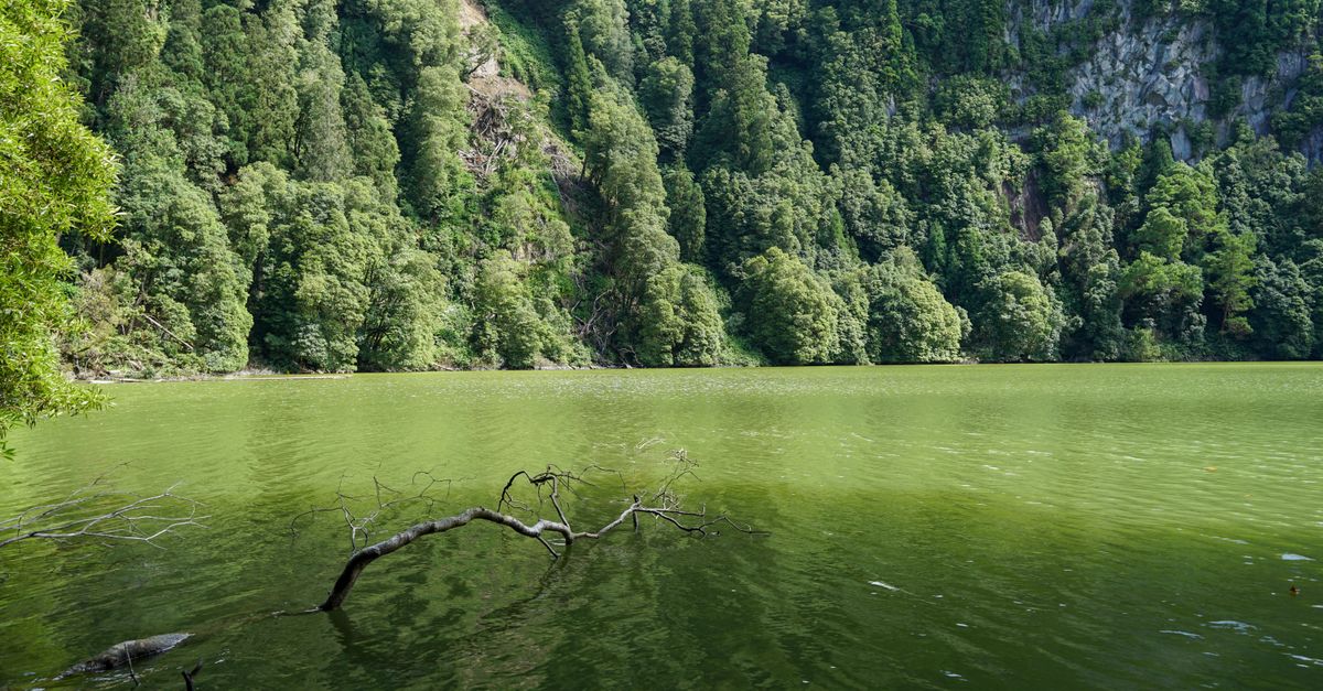 Serene green lake surrounded by dense forest and mountainside, capturing the beauty of summer nature.