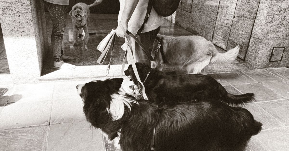 A group of dogs and their owner interact in a Buenos Aires street.
