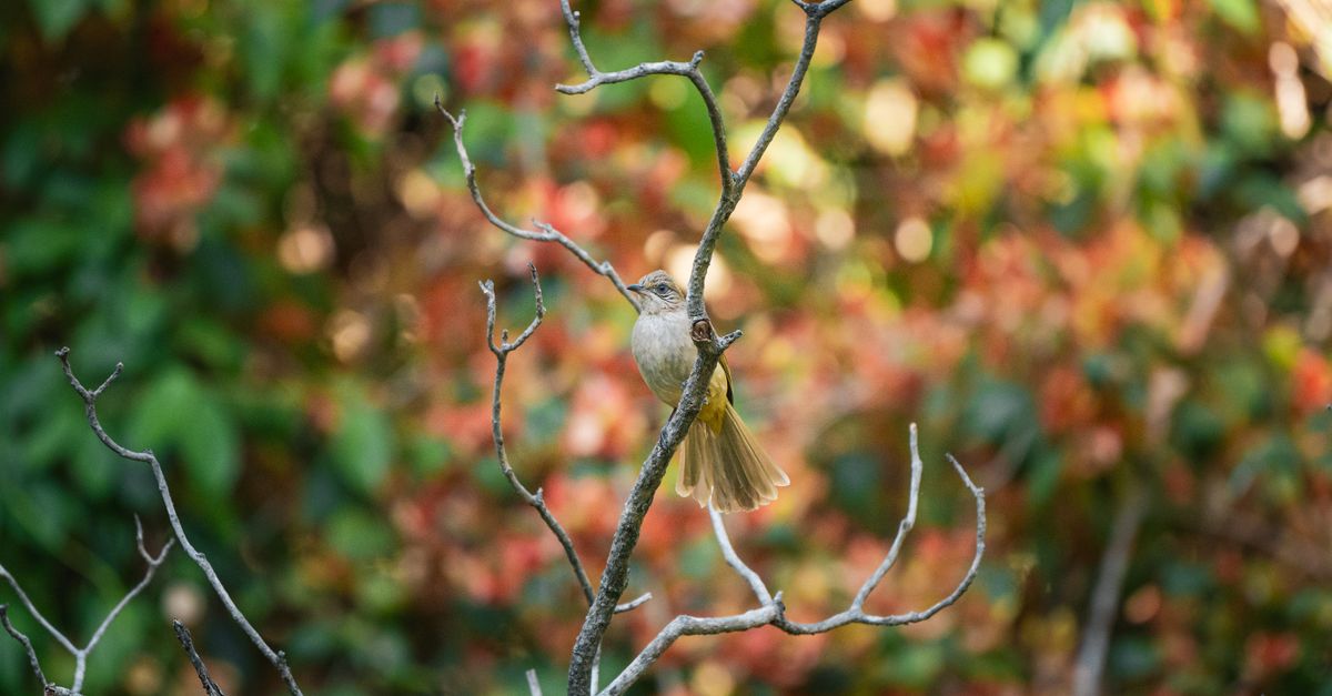 Beautiful bird perched on a branch with vibrant foliage background in Thailand, capturing nature's beauty.