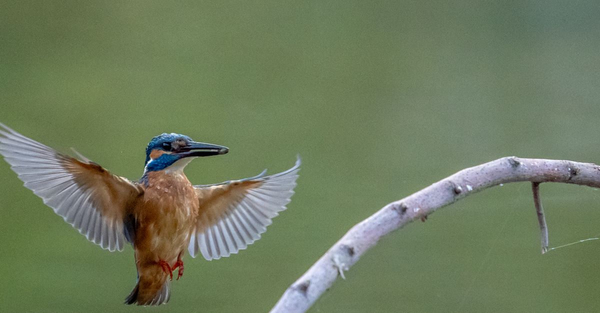 A vibrant kingfisher in mid-air hovering next to a branch, capture in vivid detail.