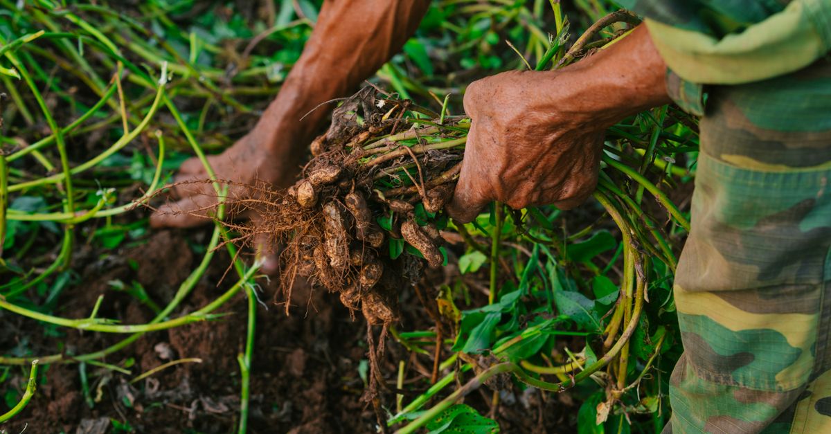 Close-up of hands picking freshly harvested peanuts, highlighting manual agriculture.