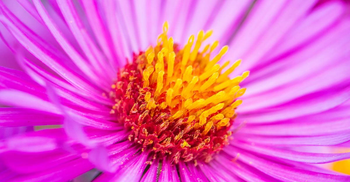 Stunning close-up of a bright purple aster flower showcasing vivid colors and intricate details.