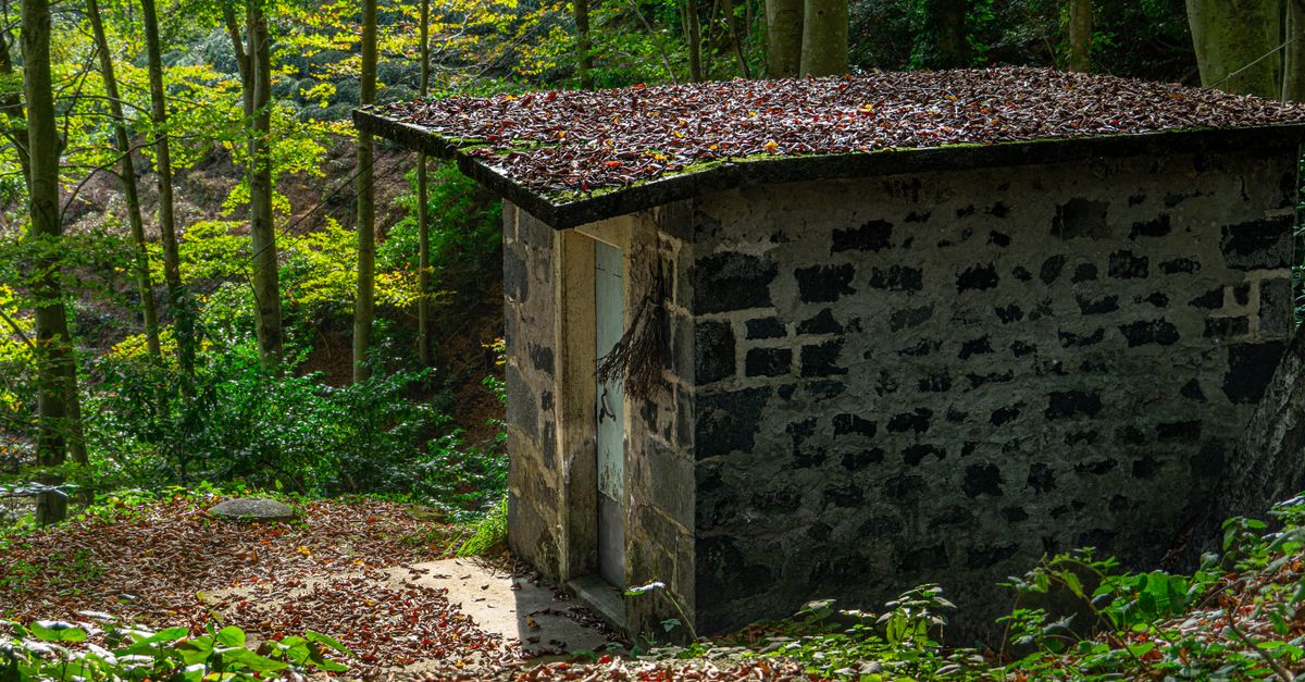 Stone shed surrounded by a lush forest with autumn leaves covering the ground.