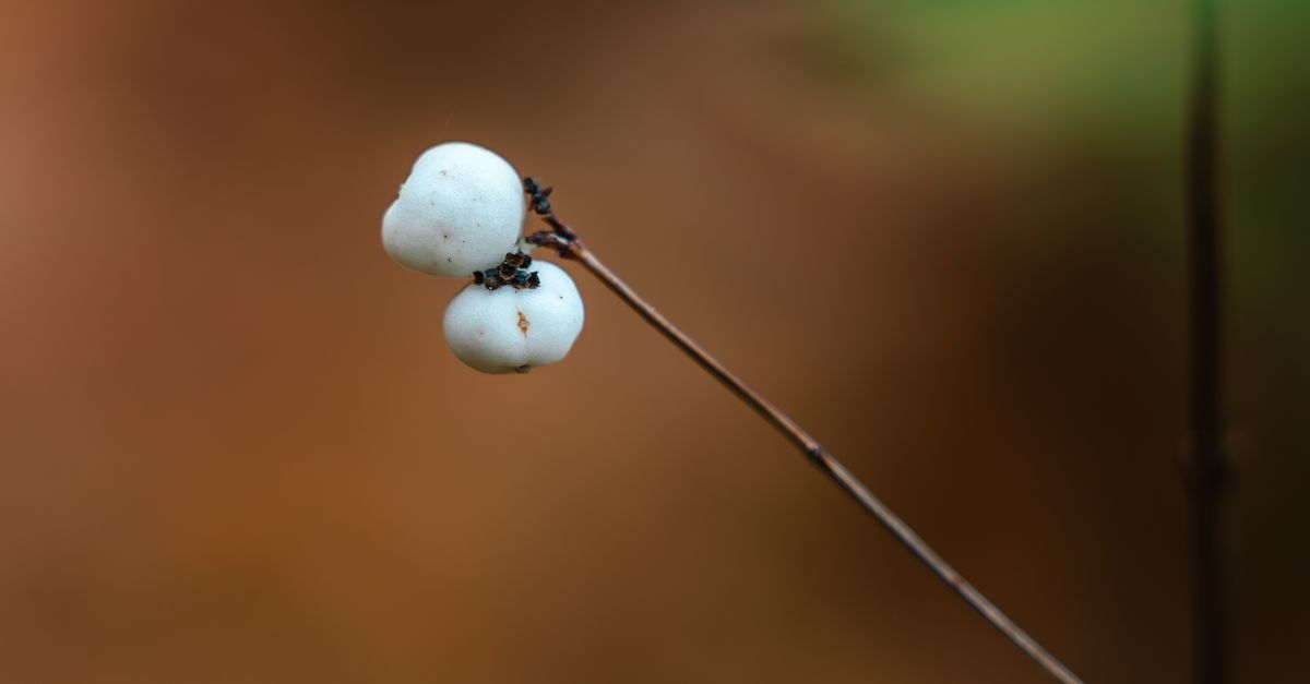 Macro shot of white snowberries (Symphoricarpos albus) with a blurred brown background.