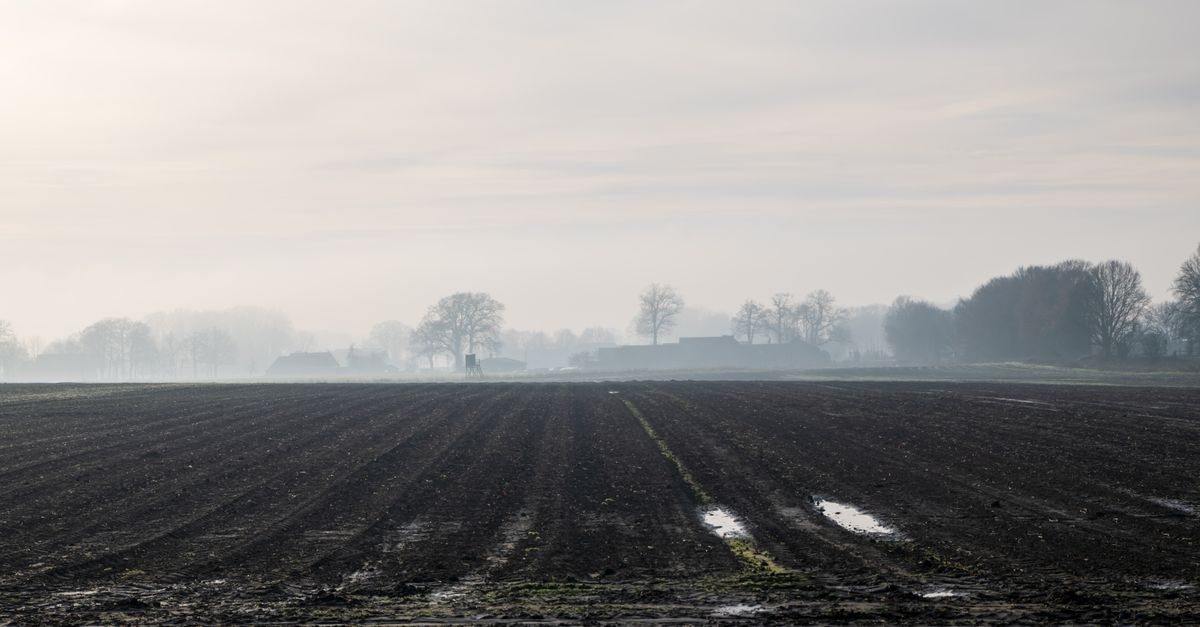 Serene foggy rural landscape featuring a vast plowed field at dawn, with bare trees and a soft sky.