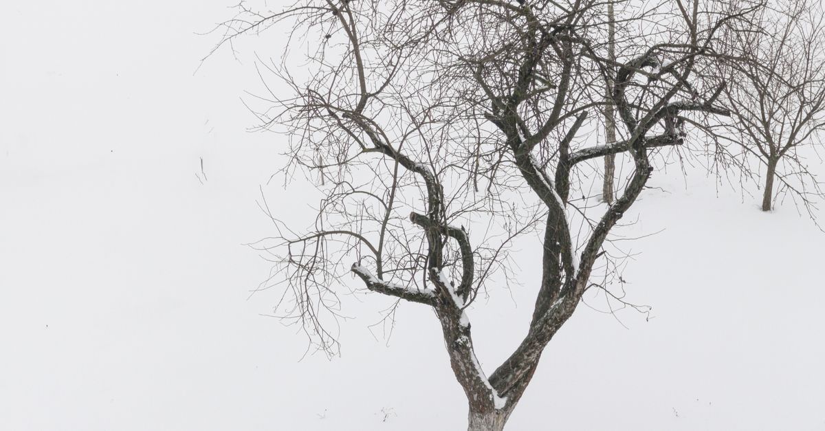 Serene winter landscape with a single bare tree against a snowy white background.
