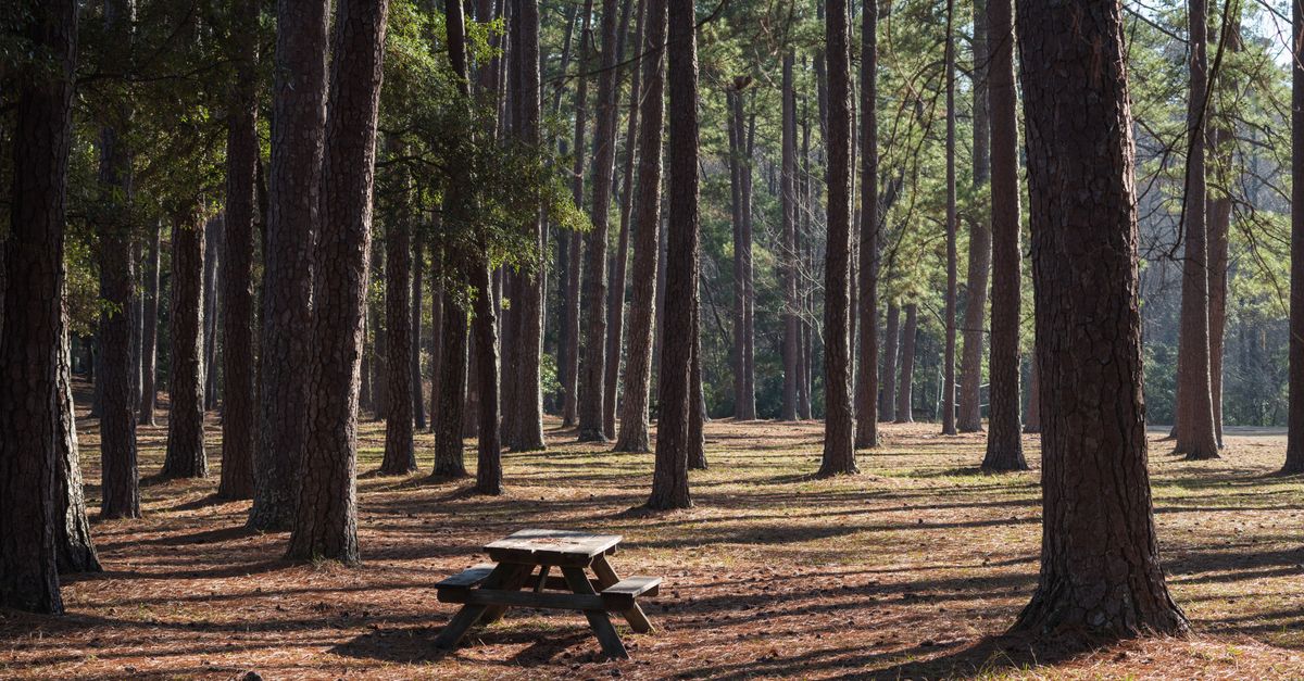 A peaceful picnic table amidst tall pine trees in Columbia's Sesquicentennial State Park.