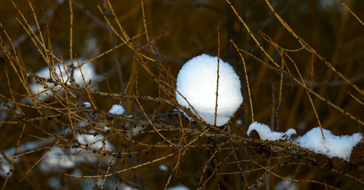 Detailed shot of a tree branch covered in fresh snow during winter, highlighting nature's beauty.