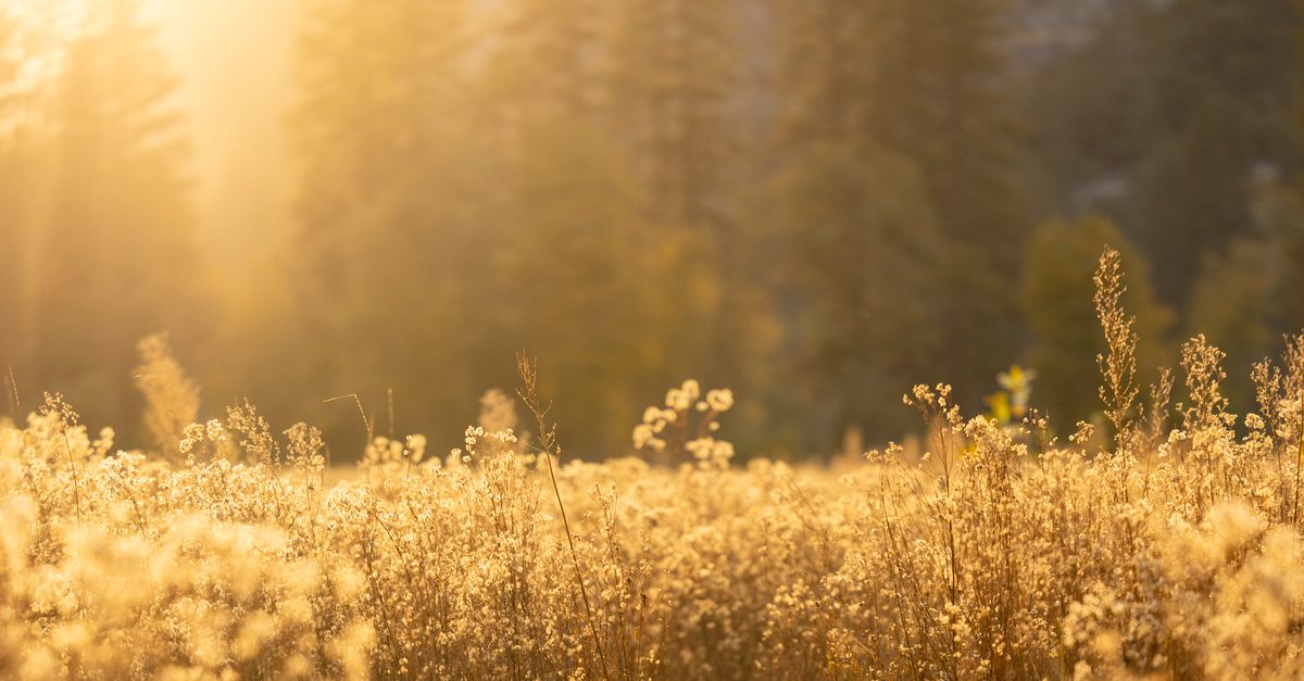 Peaceful golden field with trees under warm sunset light, evokes tranquility.