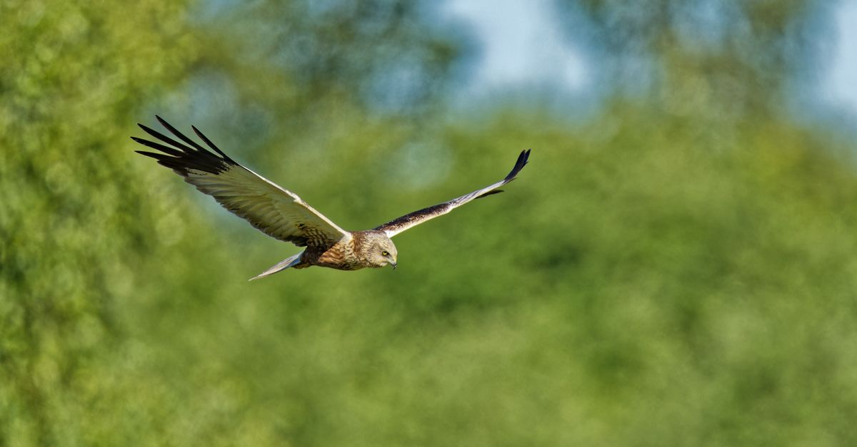 A beautiful hawk gracefully flies over a verdant landscape, showcasing wingspan and elegance.