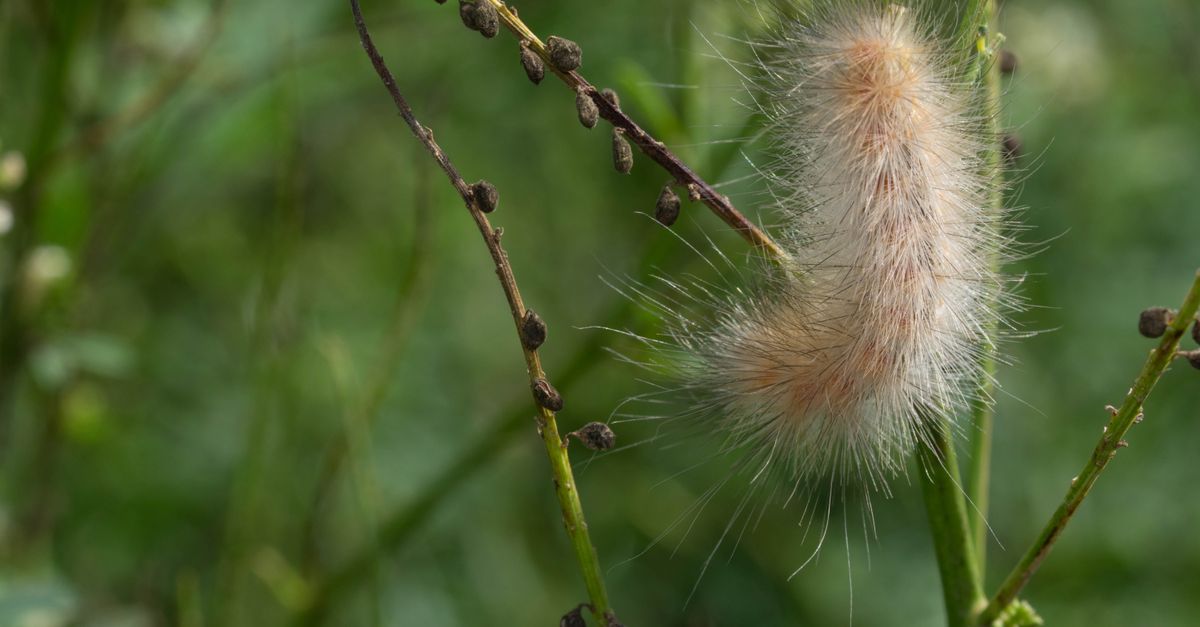 A detailed view of a hairy caterpillar perched on a plant stem in a lush green environment.