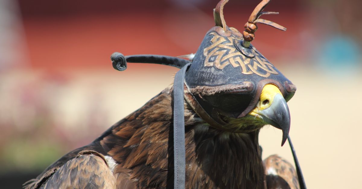 Close-up of a hooded falcon with ornate leather hood, showcasing its majestic beauty.