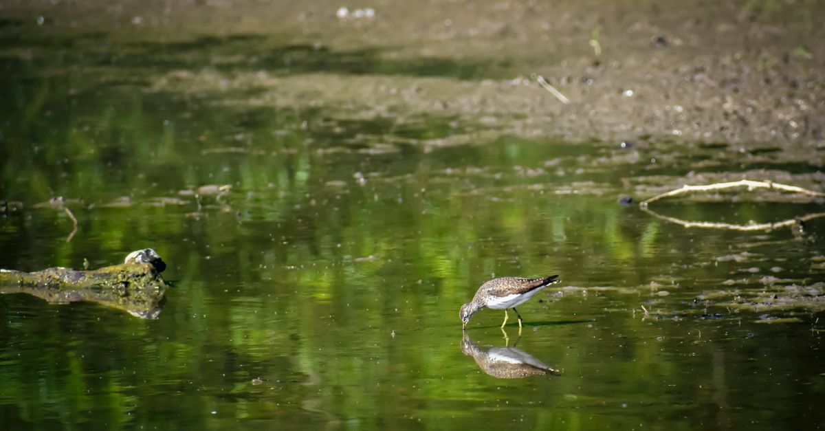 Cute waterbird with gray plumage standing in calm river with beak in water in lush summer park