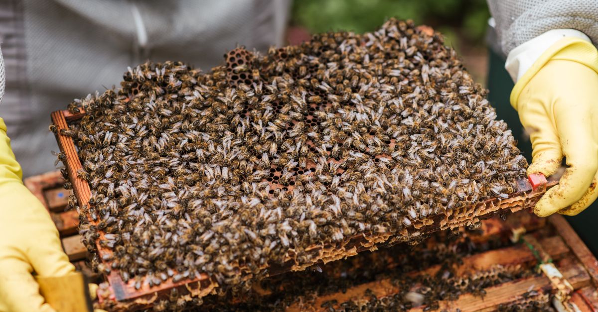 Crop unrecognizable farmer in protective gloves demonstrating honeycomb with flock of bees while standing near beehive