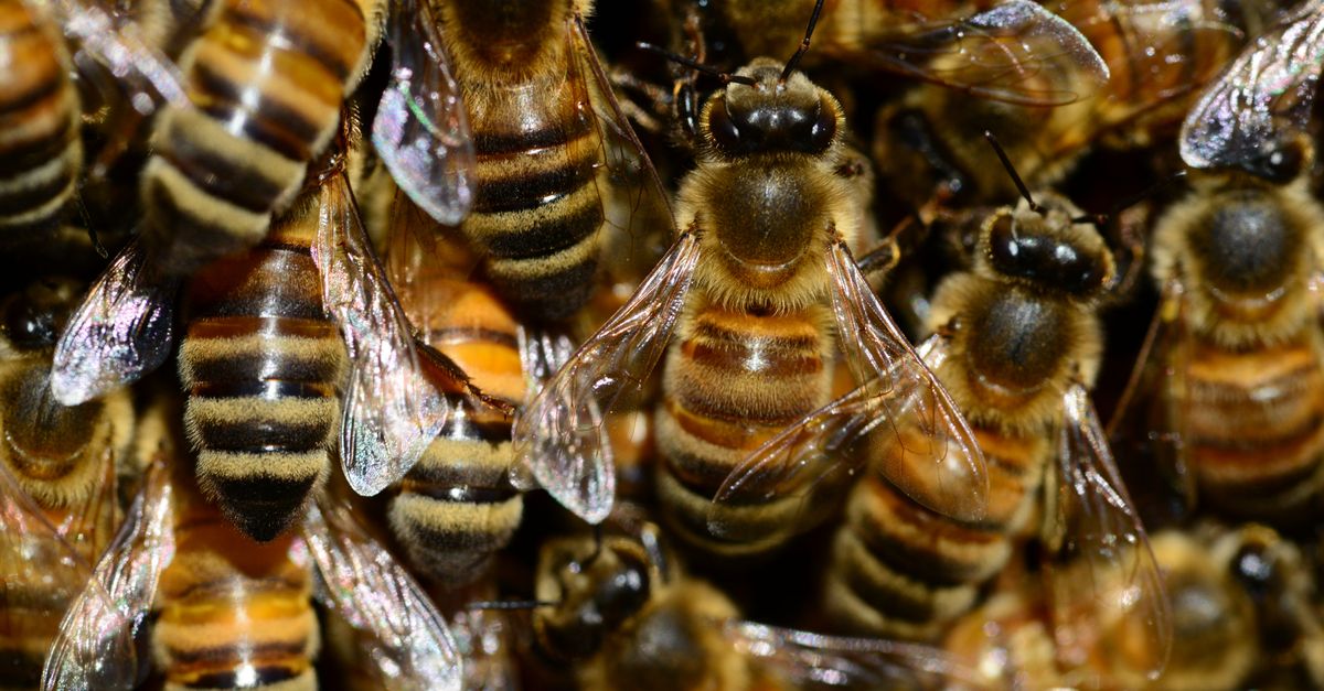 Macro shot of honeybees in a hive, showcasing their striped bodies and transparent wings.