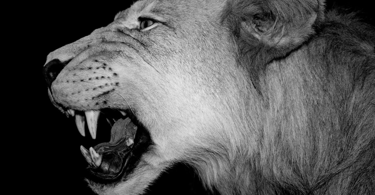 Intense black and white profile portrait of a roaring lion, showcasing its fangs.