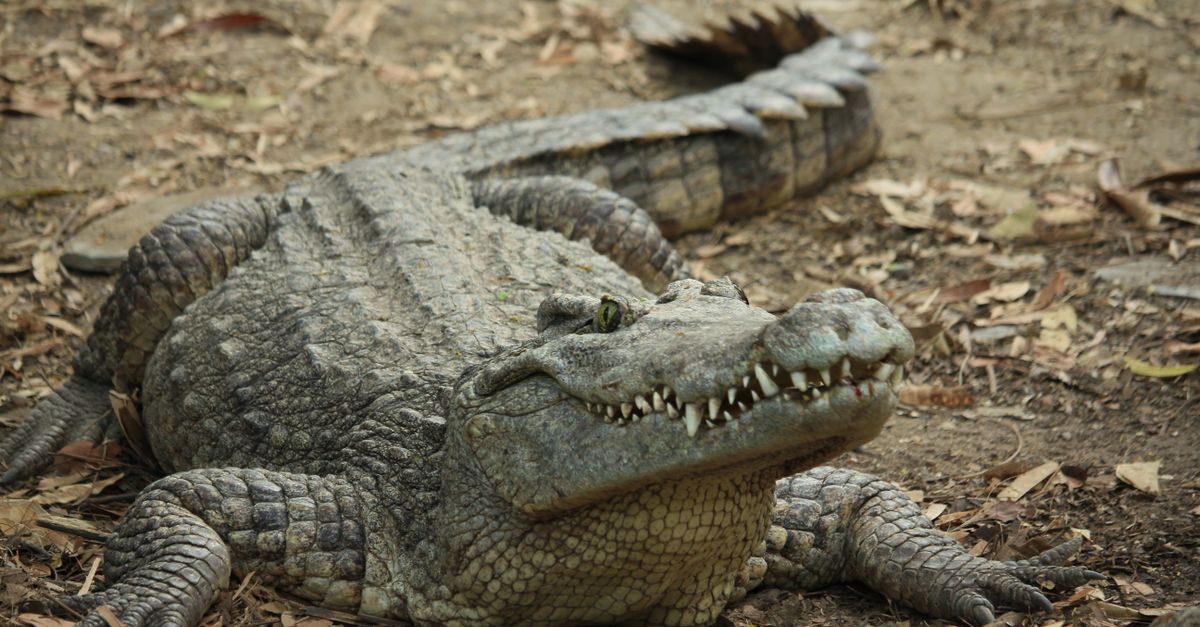 Detailed close-up of a crocodile lying on a dry, leafy ground in natural habitat.
