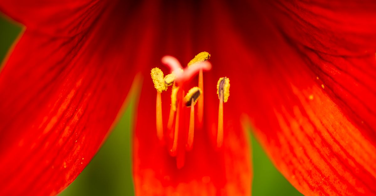 Close-up of a red lily with pollen-covered stamens highlighting vibrant colors and intricate details.