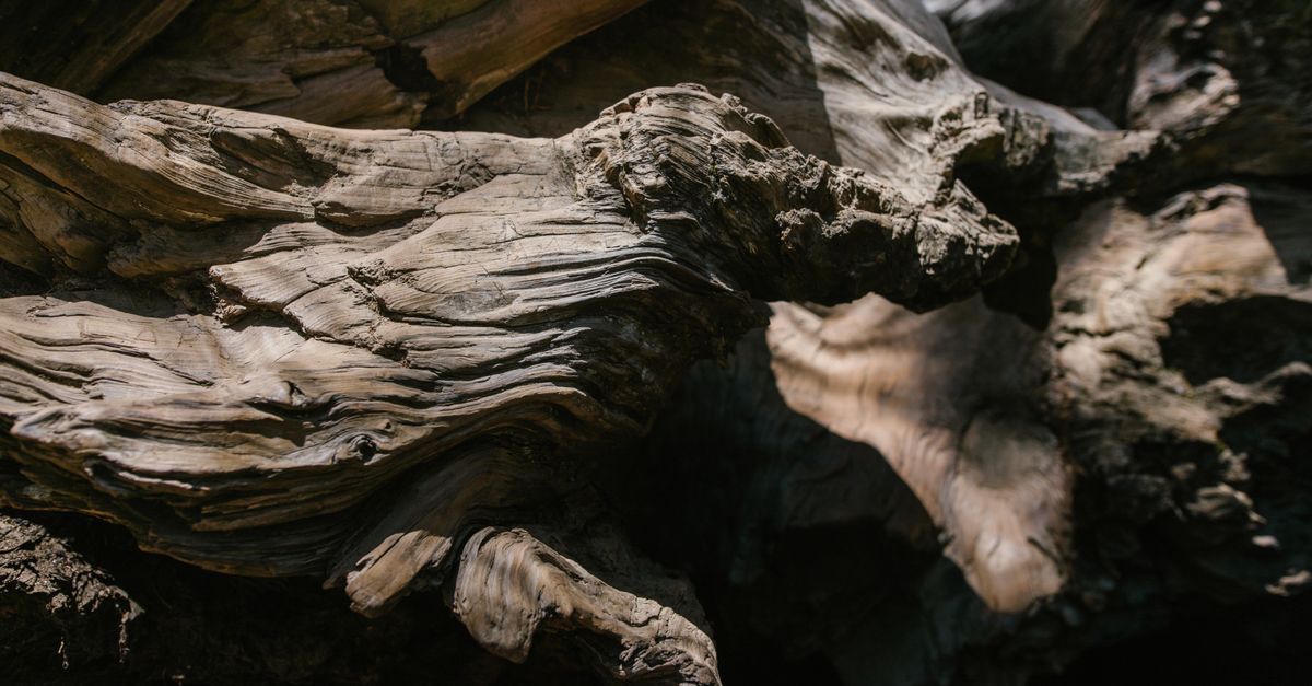 Detailed close-up of weathered tree bark showcasing intricate textures and patterns in natural light.